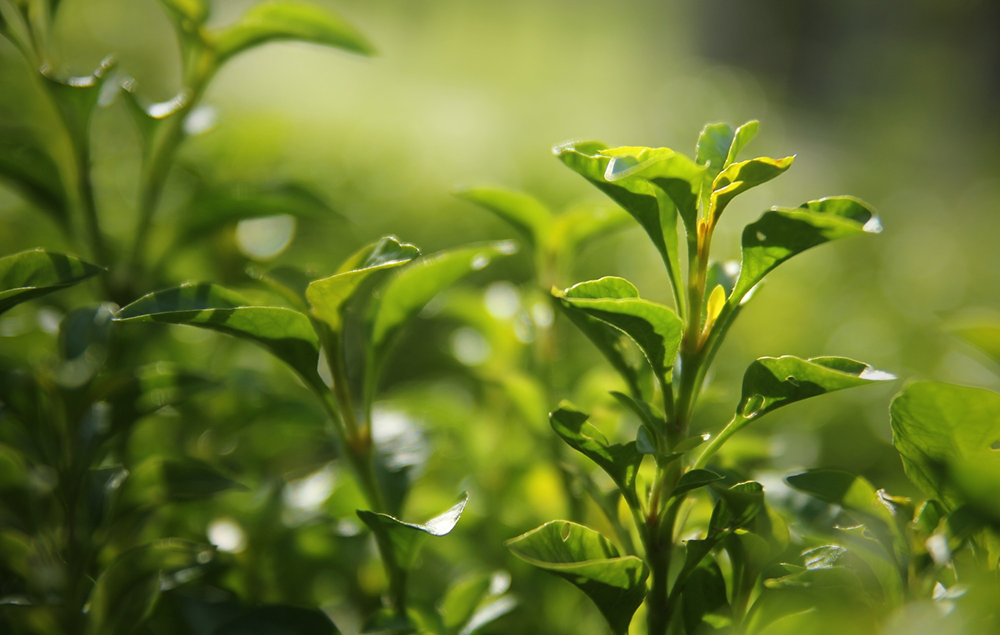 plante matcha