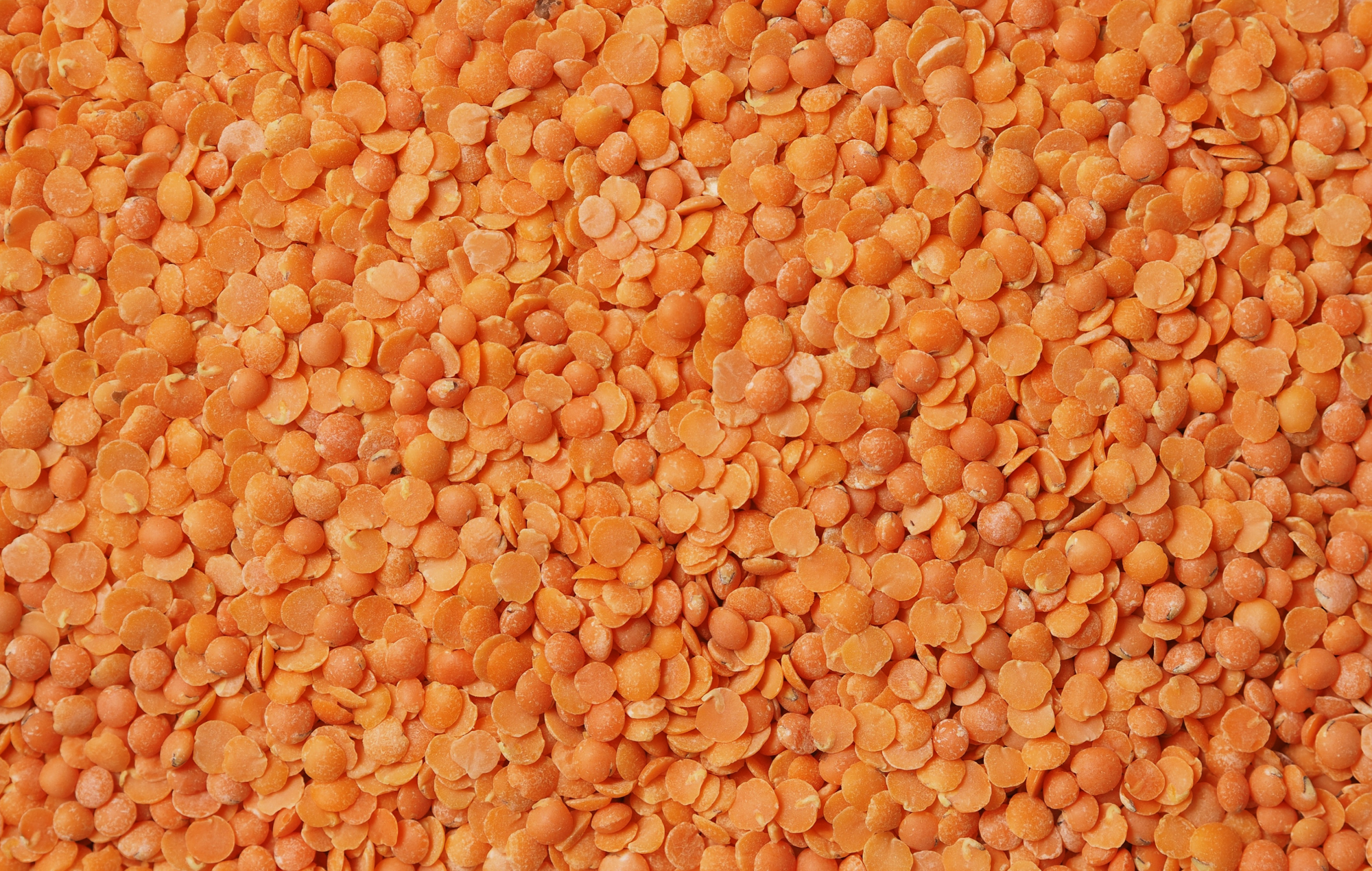 Les bienfaits des lentilles corail