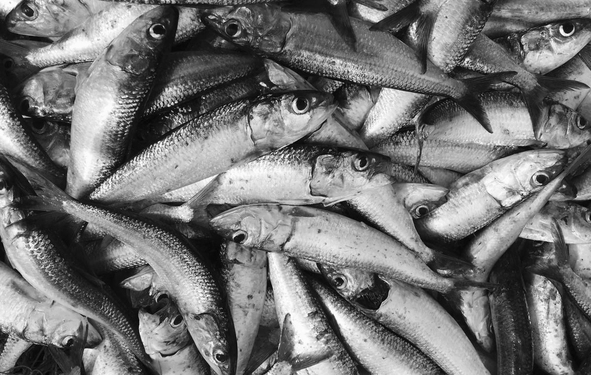 Les bienfaits des sardines