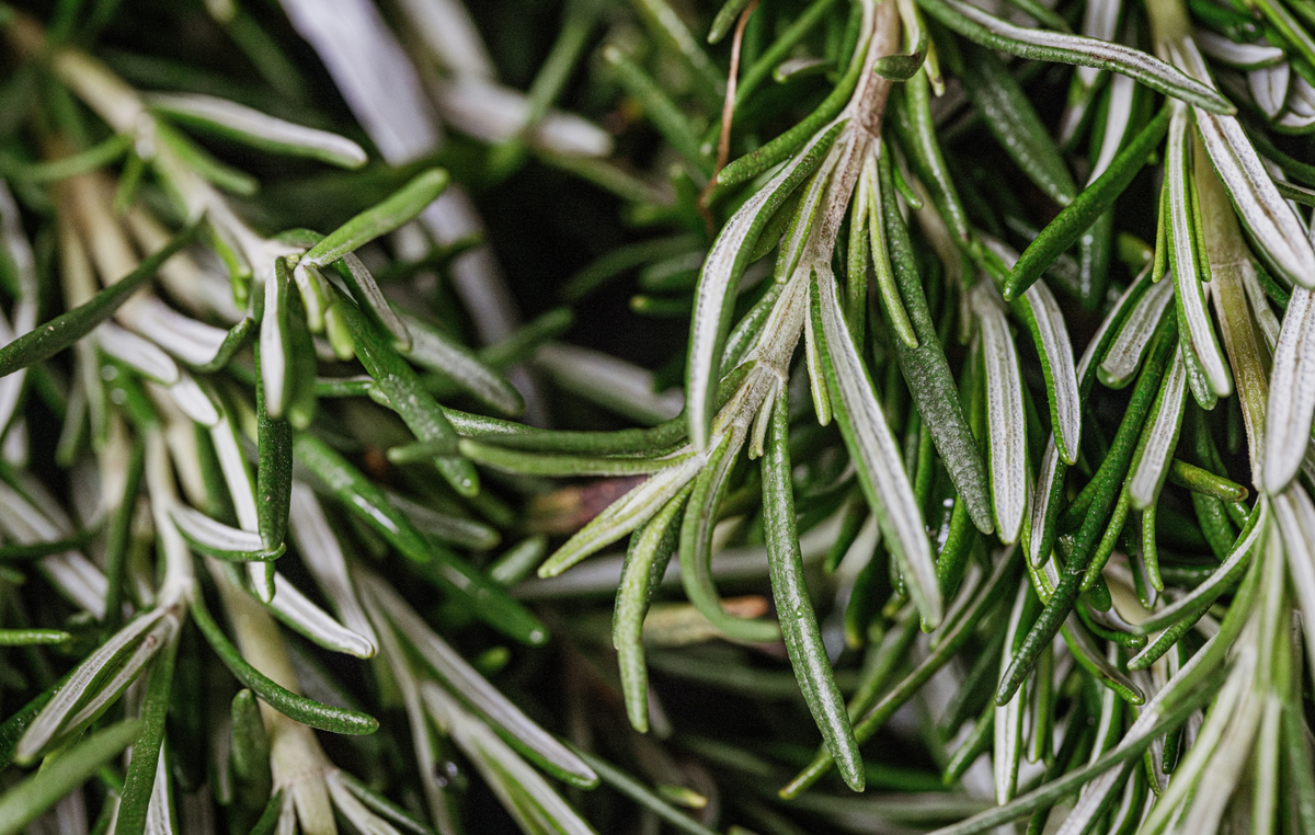 Les bienfaits du romarin