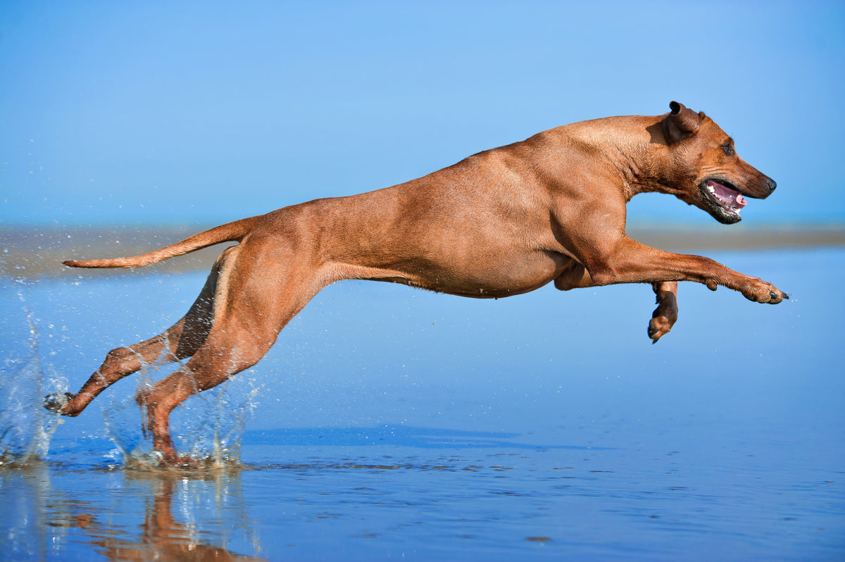 La complémentation nutritionnelle chez le chien sportif