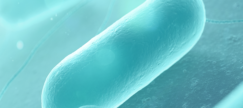 Bacillus coagulans GBI-30 6086 